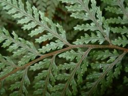 Parapolystichum glabellum. Adaxial surface of mature frond showing abundant red hairs on the rachis and costae.
 Image: L.R. Perrie © Te Papa CC BY-NC 3.0 NZ